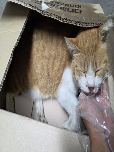 보호 중인 믹스묘