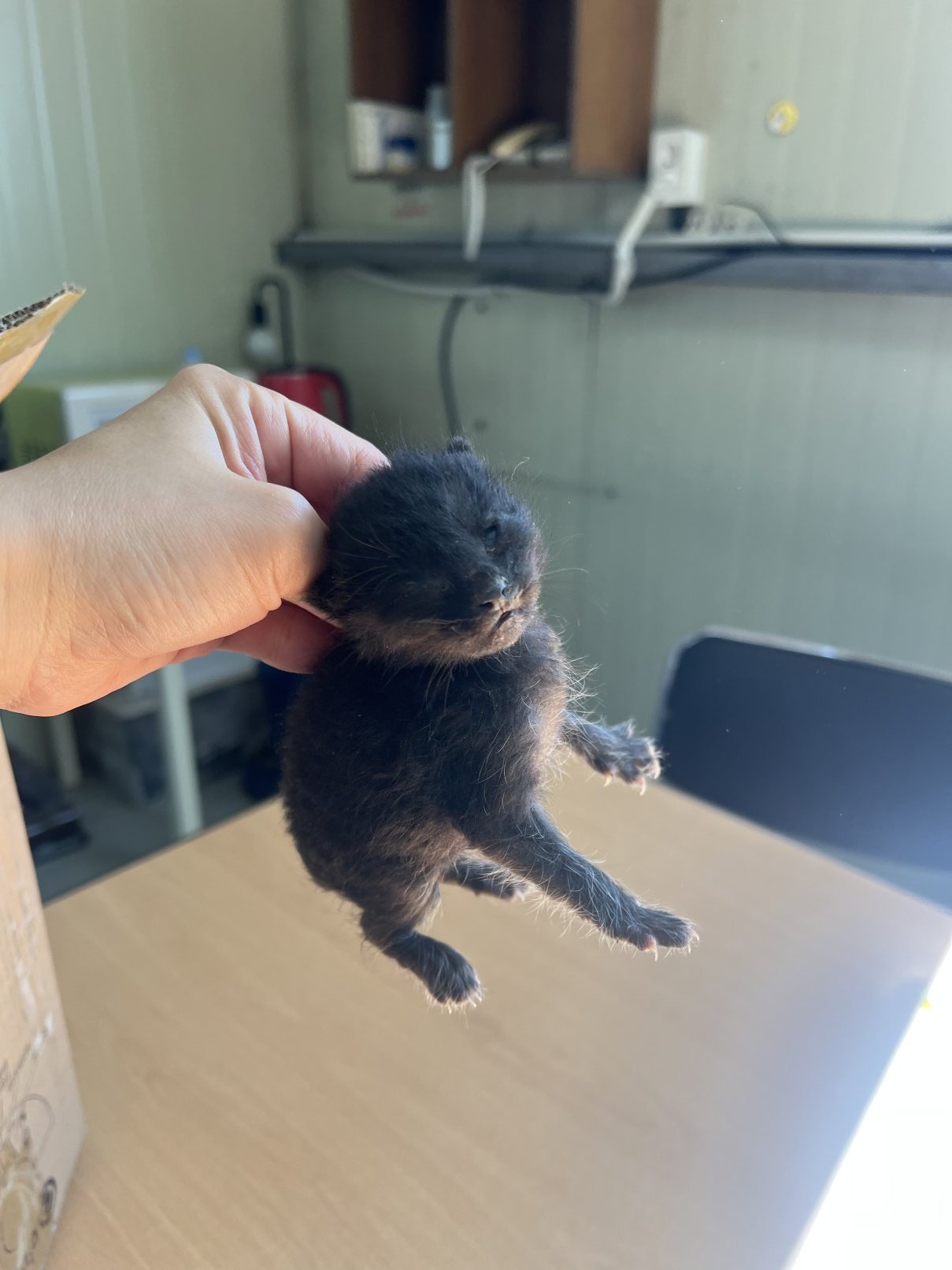 보호 중인 한국 고양이