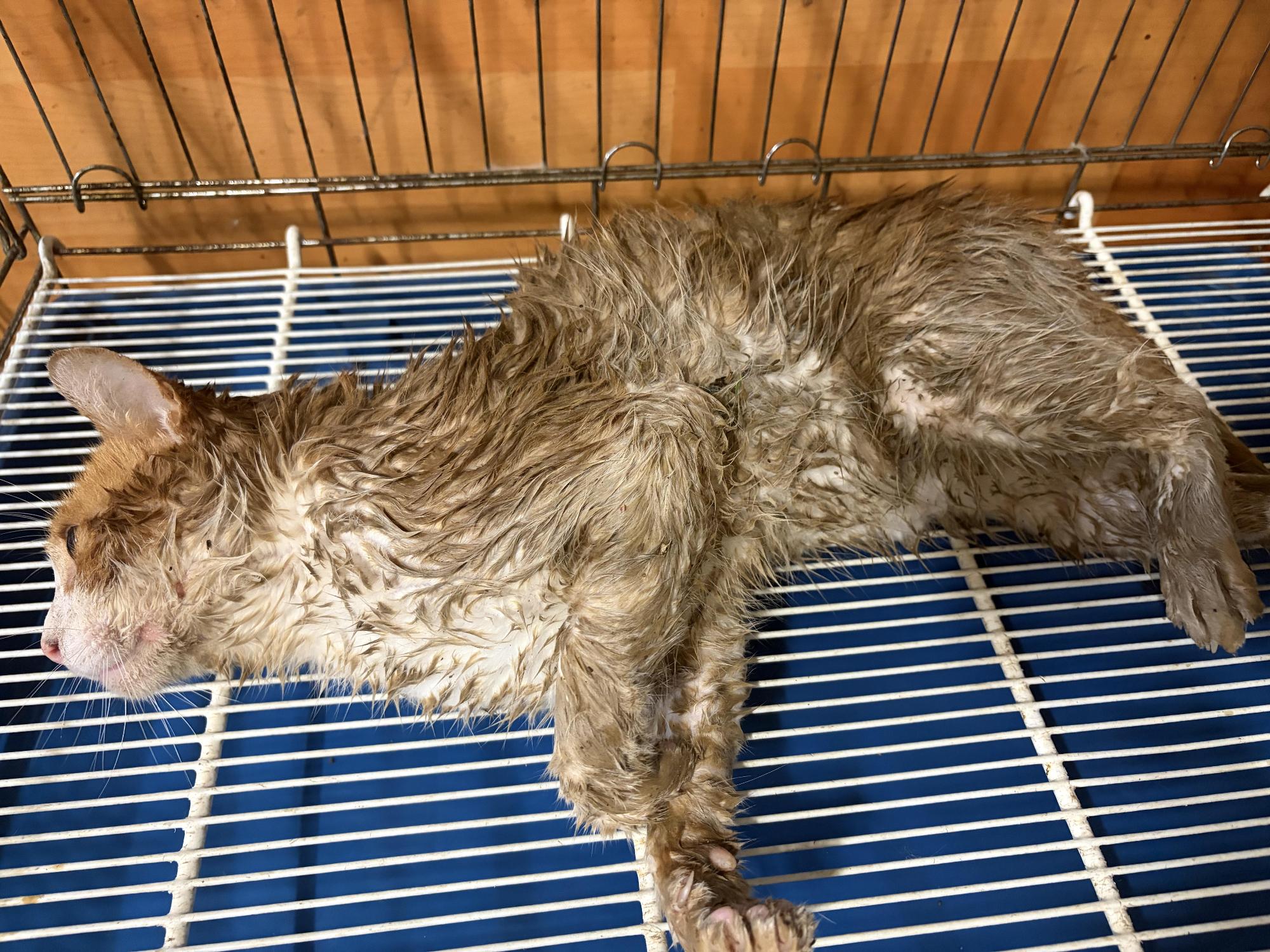보호 중인 한국 고양이