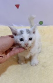 보호 중인 믹스묘