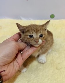 보호 중인 믹스묘