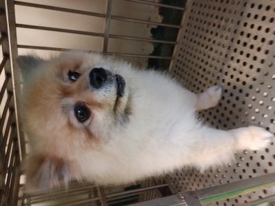 보호 중인 포메라니안