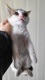 보호 중인 한국 고양이