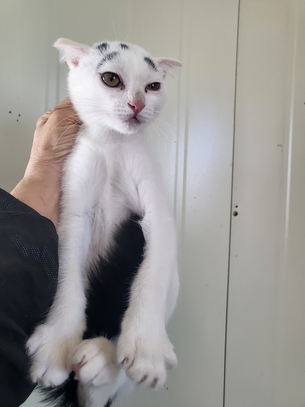 보호 중인 한국 고양이