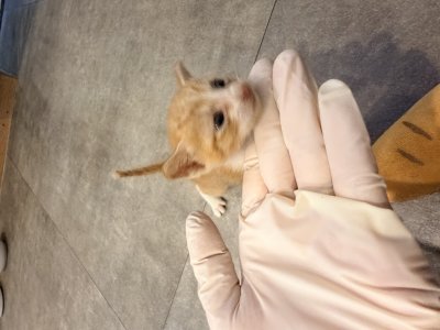 보호 중인 한국 고양이
