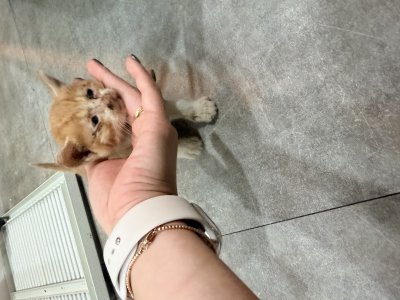 보호 중인 한국 고양이