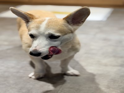 보호 중인 웰시 코기 카디건