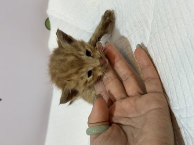 보호 중인 한국 고양이