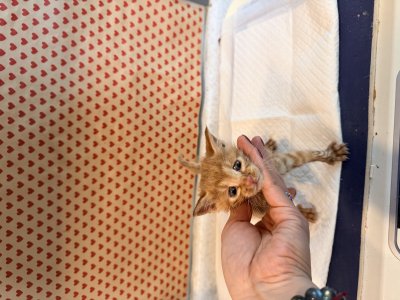 보호 중인 한국 고양이
