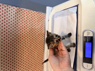 보호 중인 한국 고양이