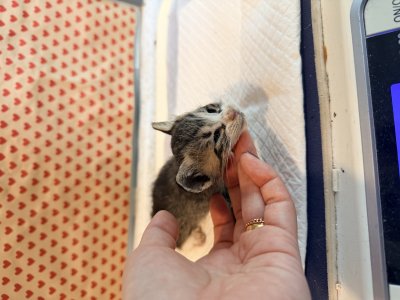 보호 중인 한국 고양이