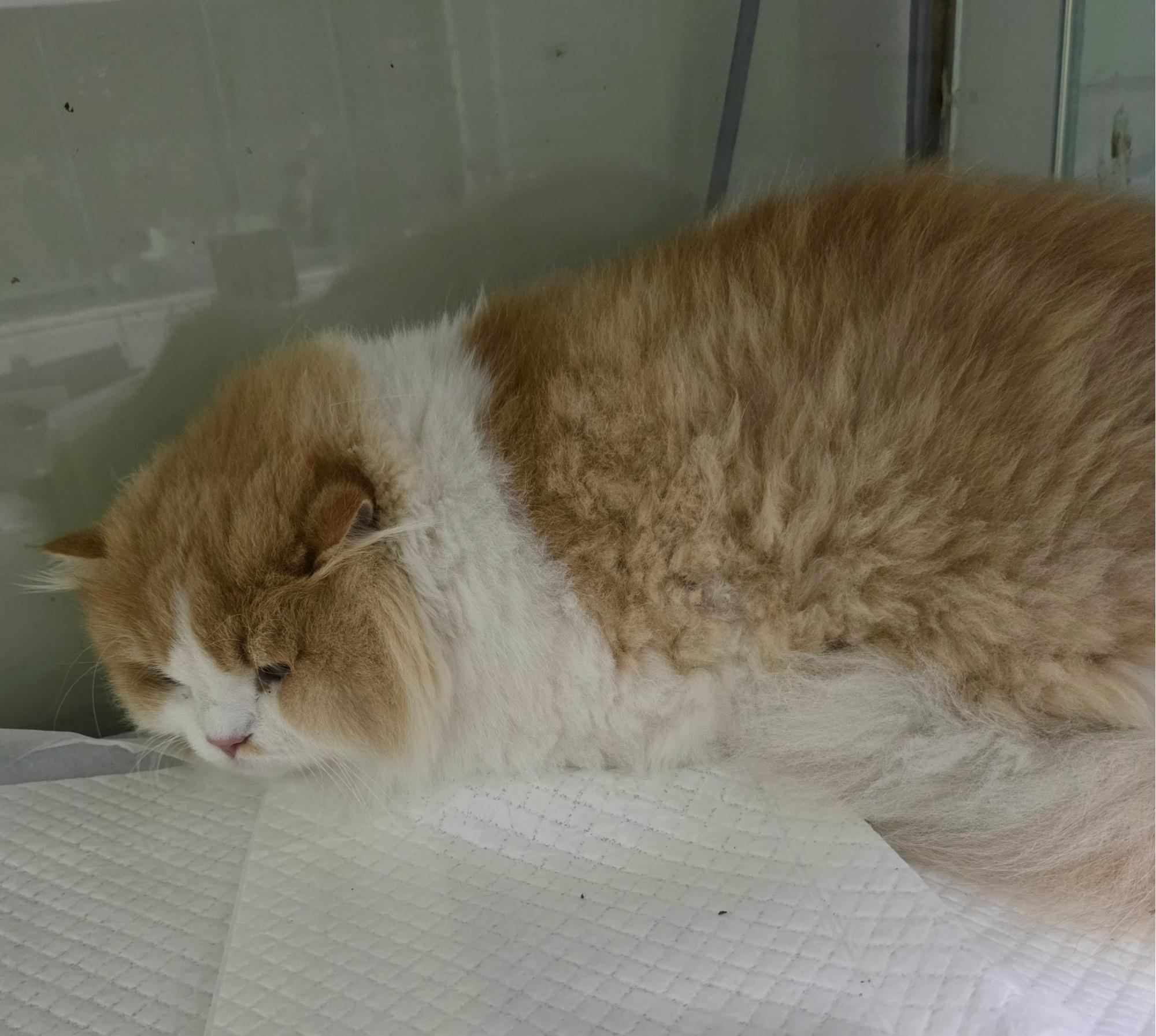 보호 중인 브리티쉬롱헤어