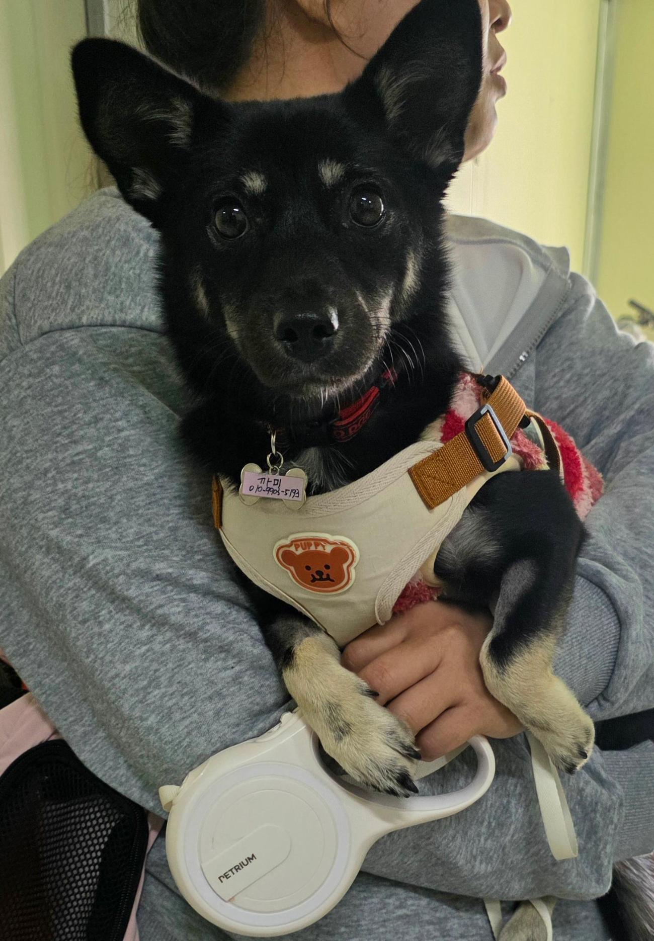 보호 중인 믹스견