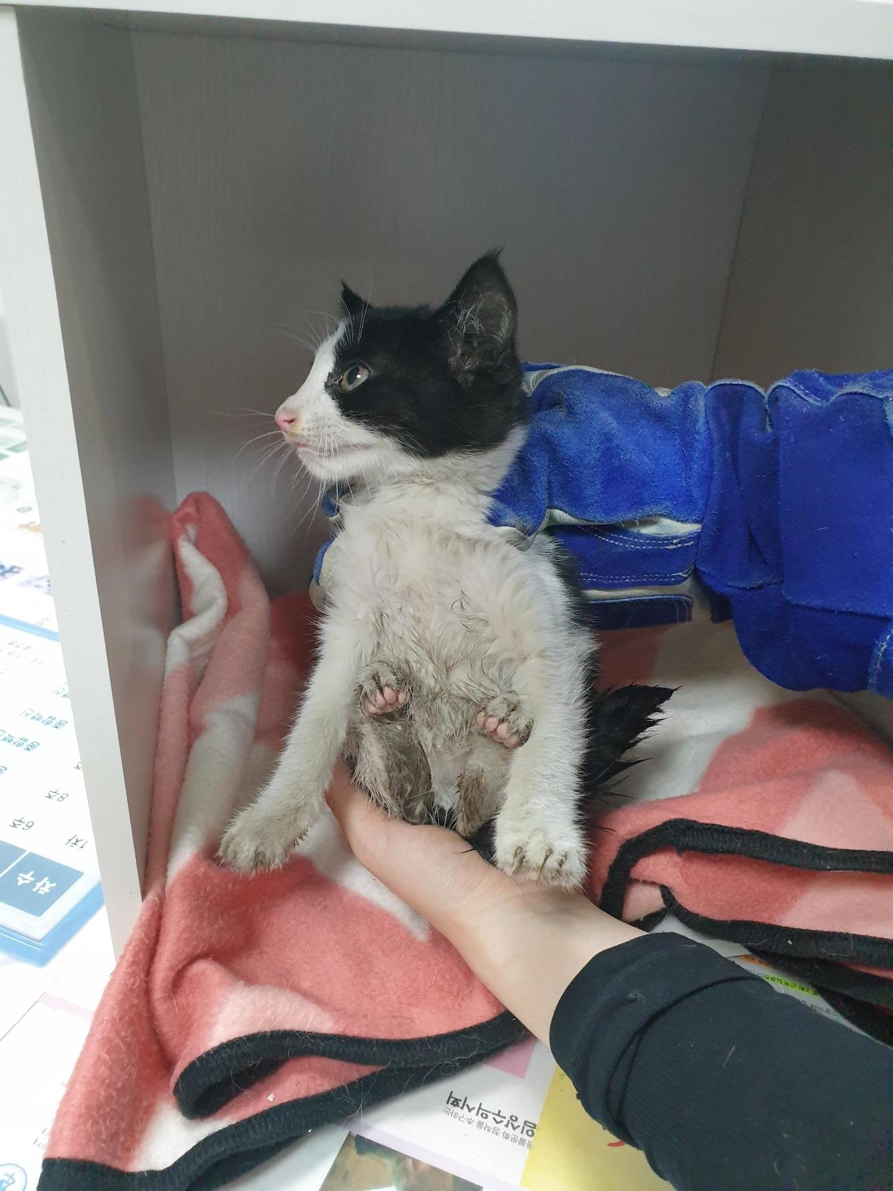 보호 중인 한국 고양이