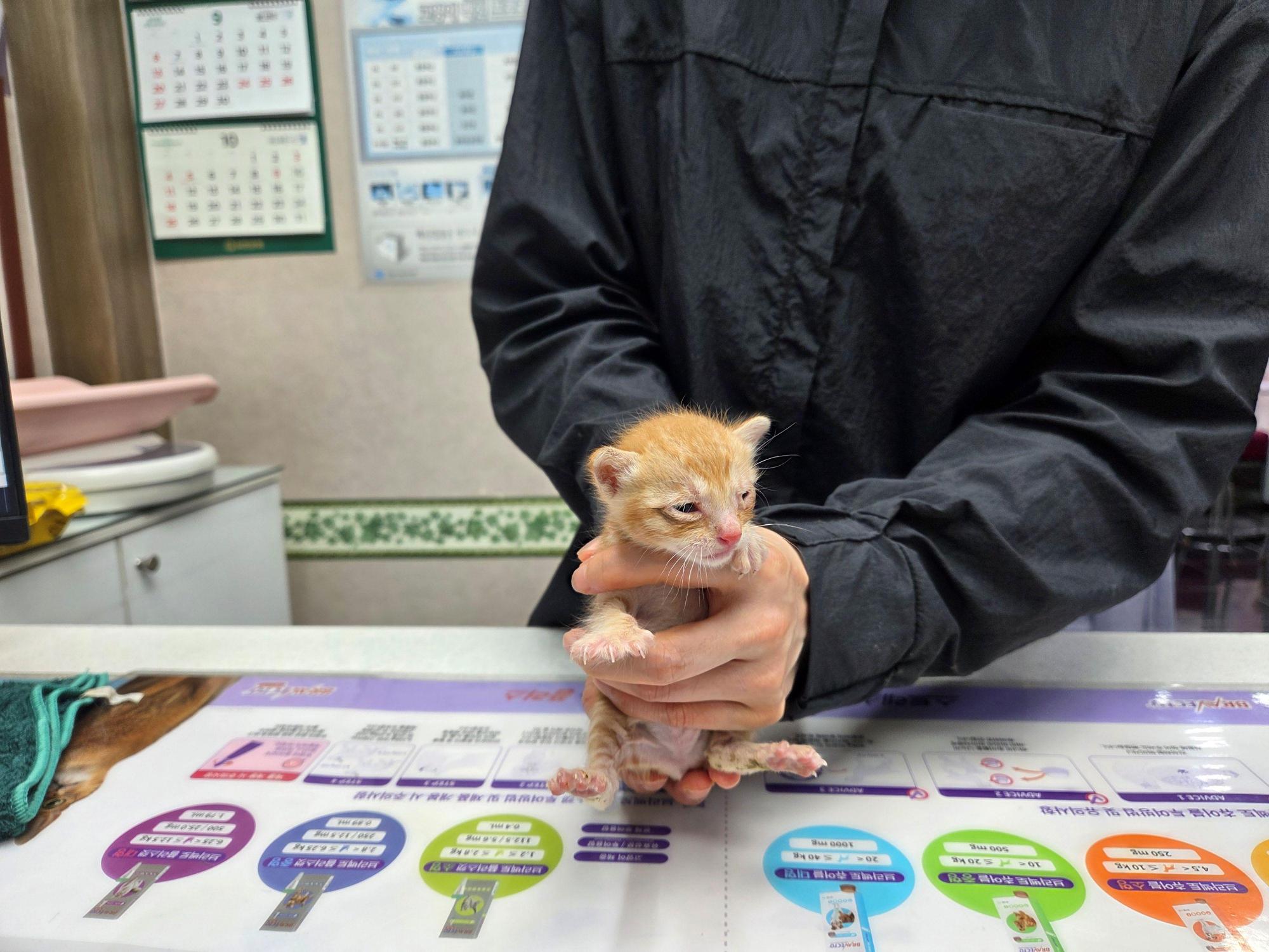 보호 중인 한국 고양이