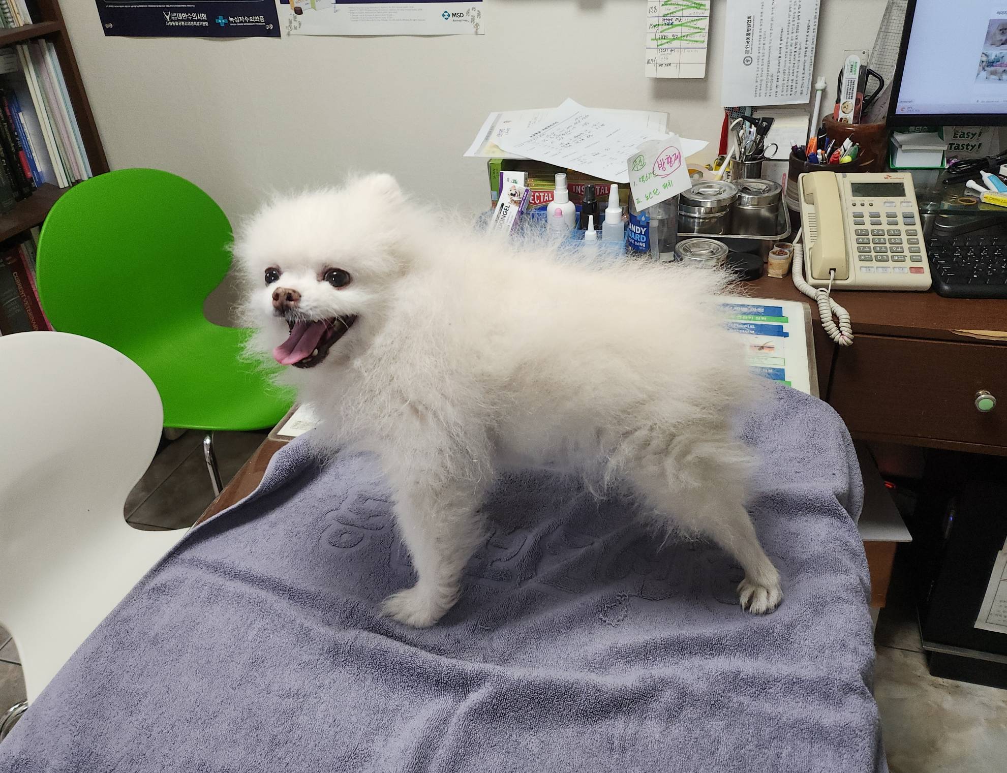 보호 중인 포메라니안