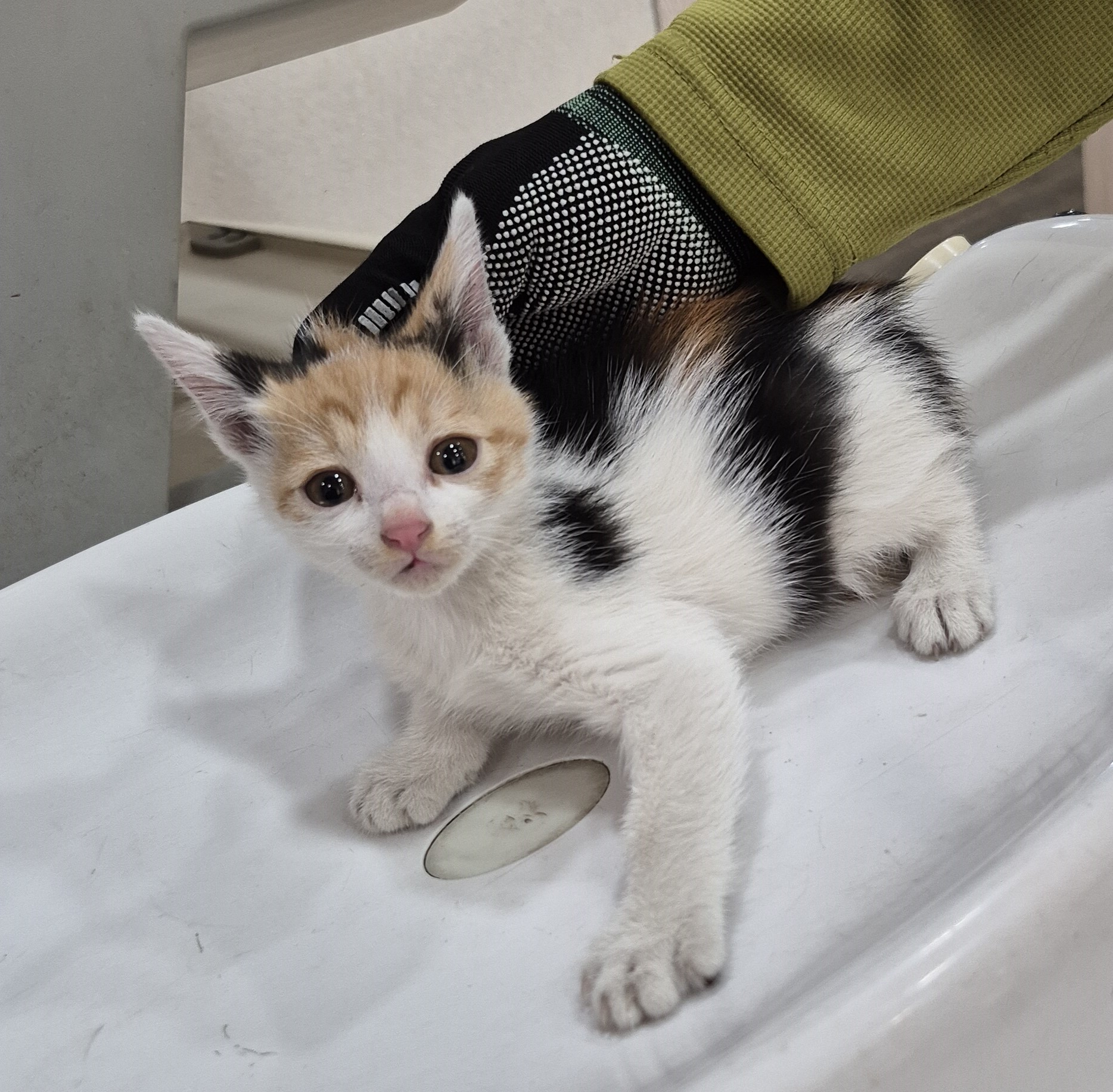 보호 중인 한국 고양이