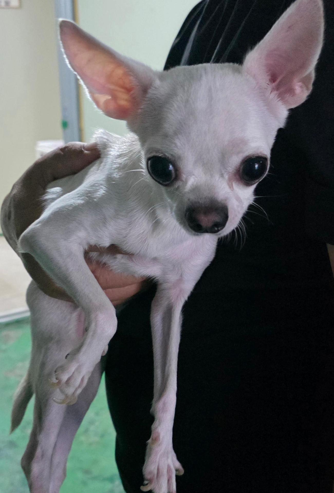 보호 중인 믹스견