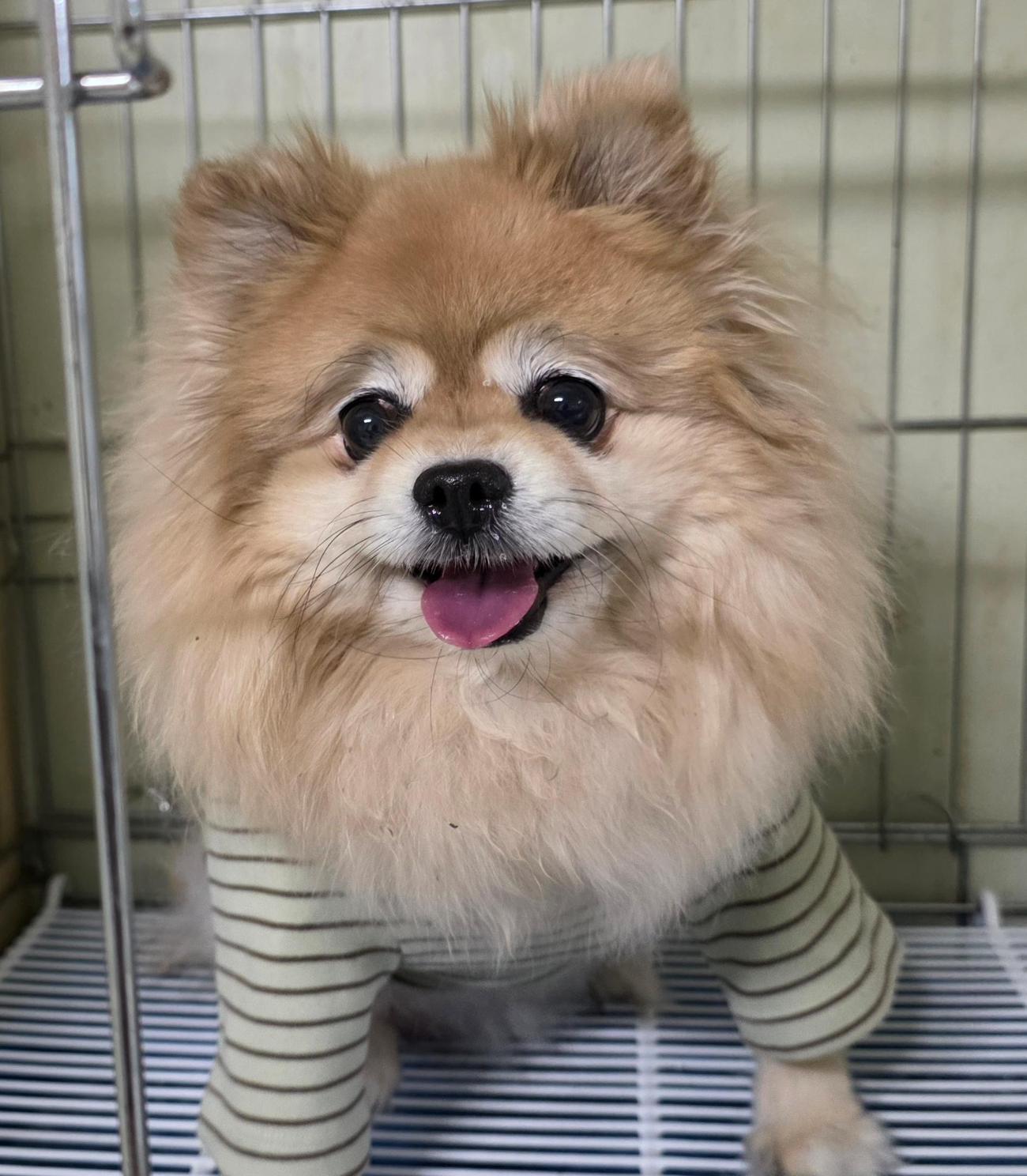 보호 중인 포메라니안