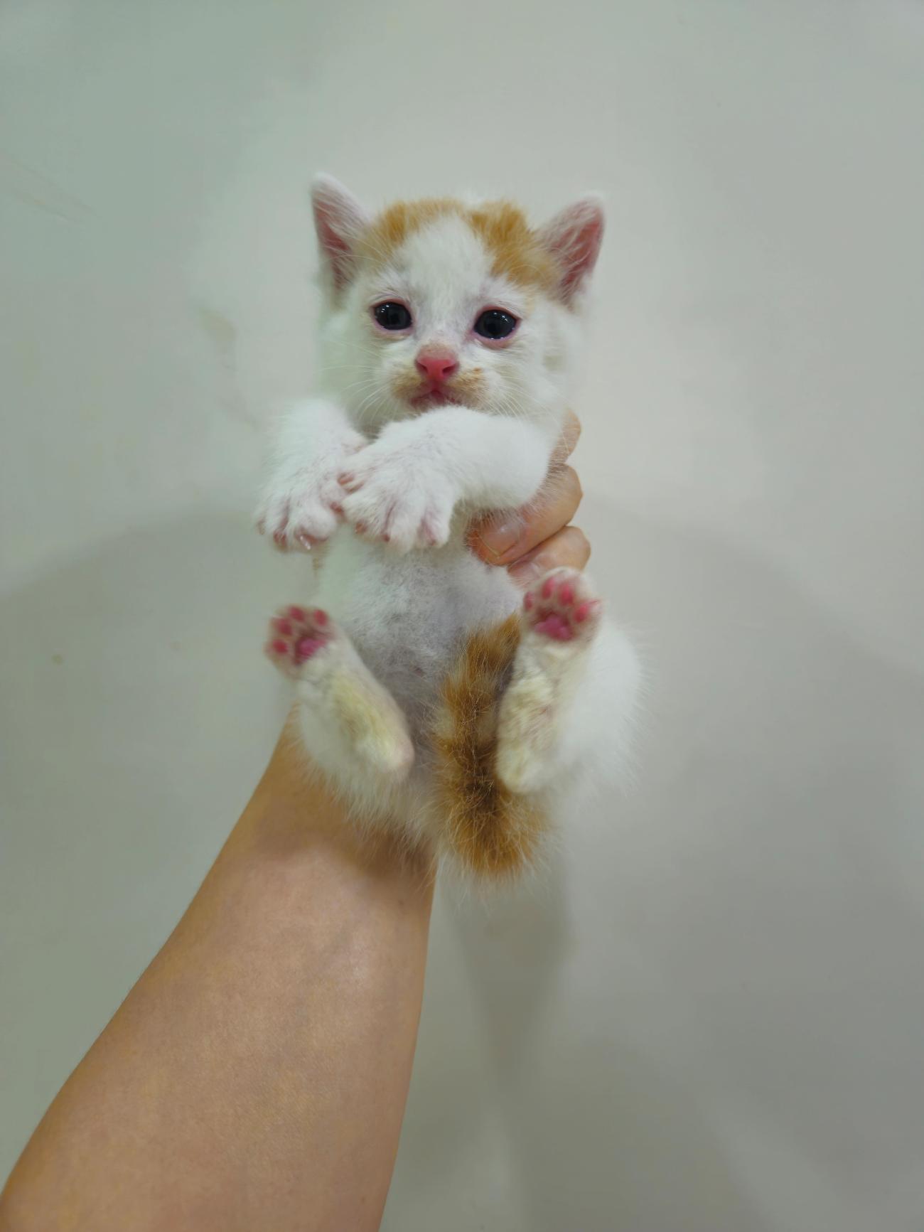 보호 중인 한국 고양이