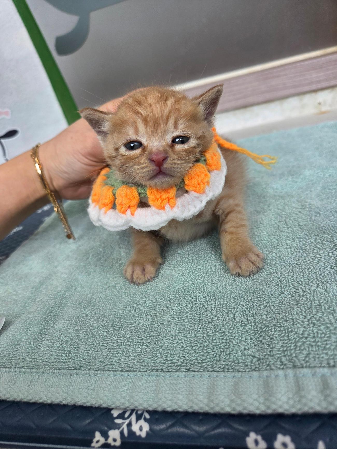 보호 중인 한국 고양이