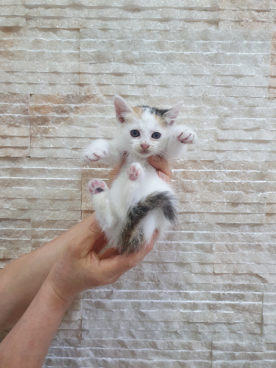 보호 중인 한국 고양이