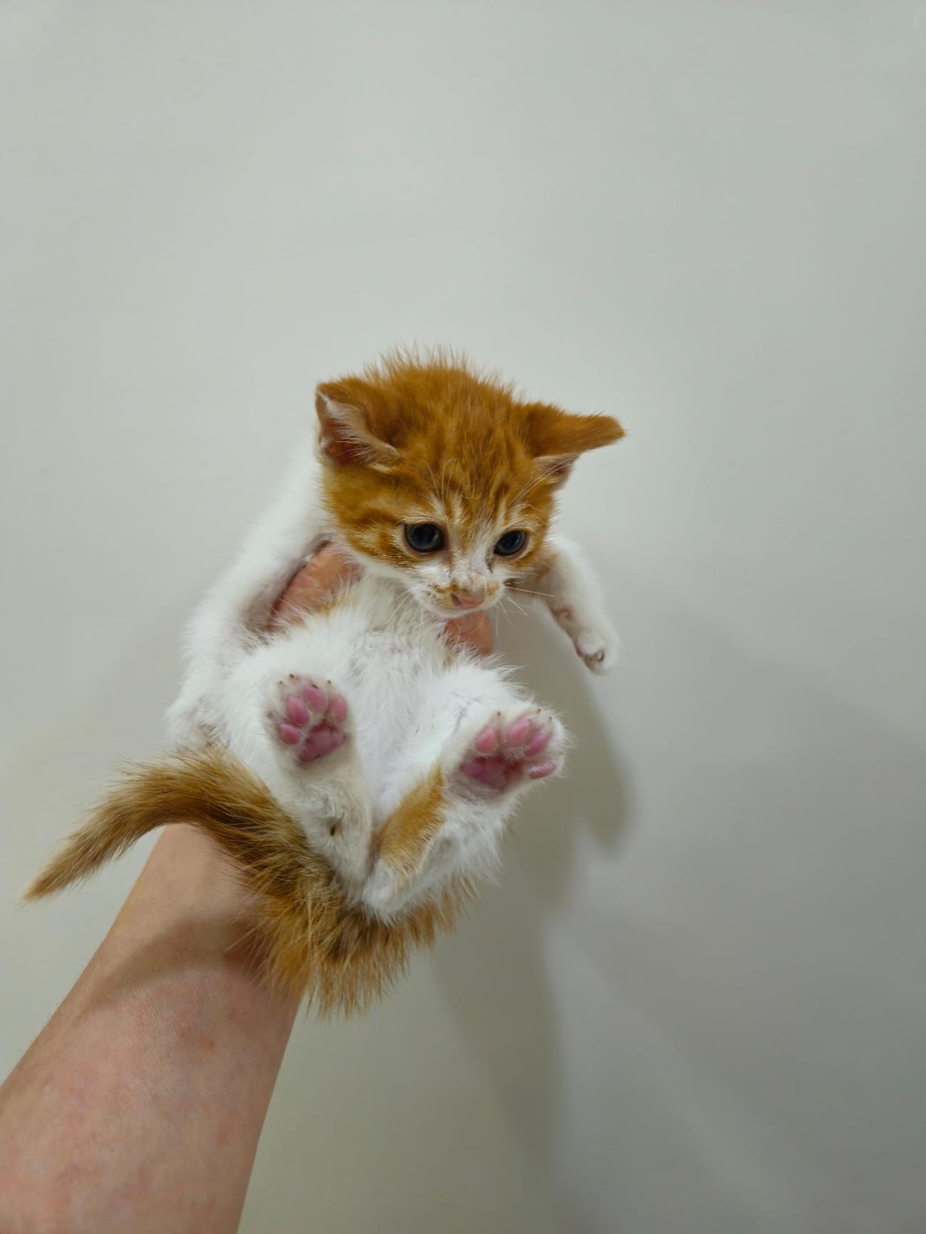 보호 중인 한국 고양이