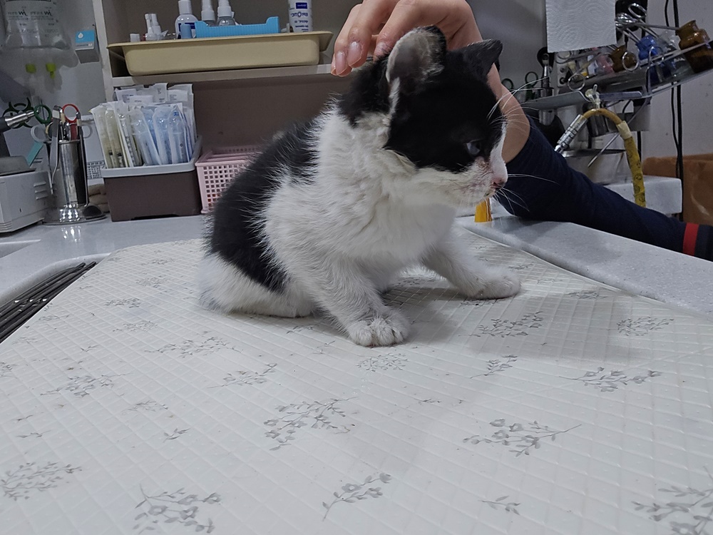 보호 중인 한국 고양이