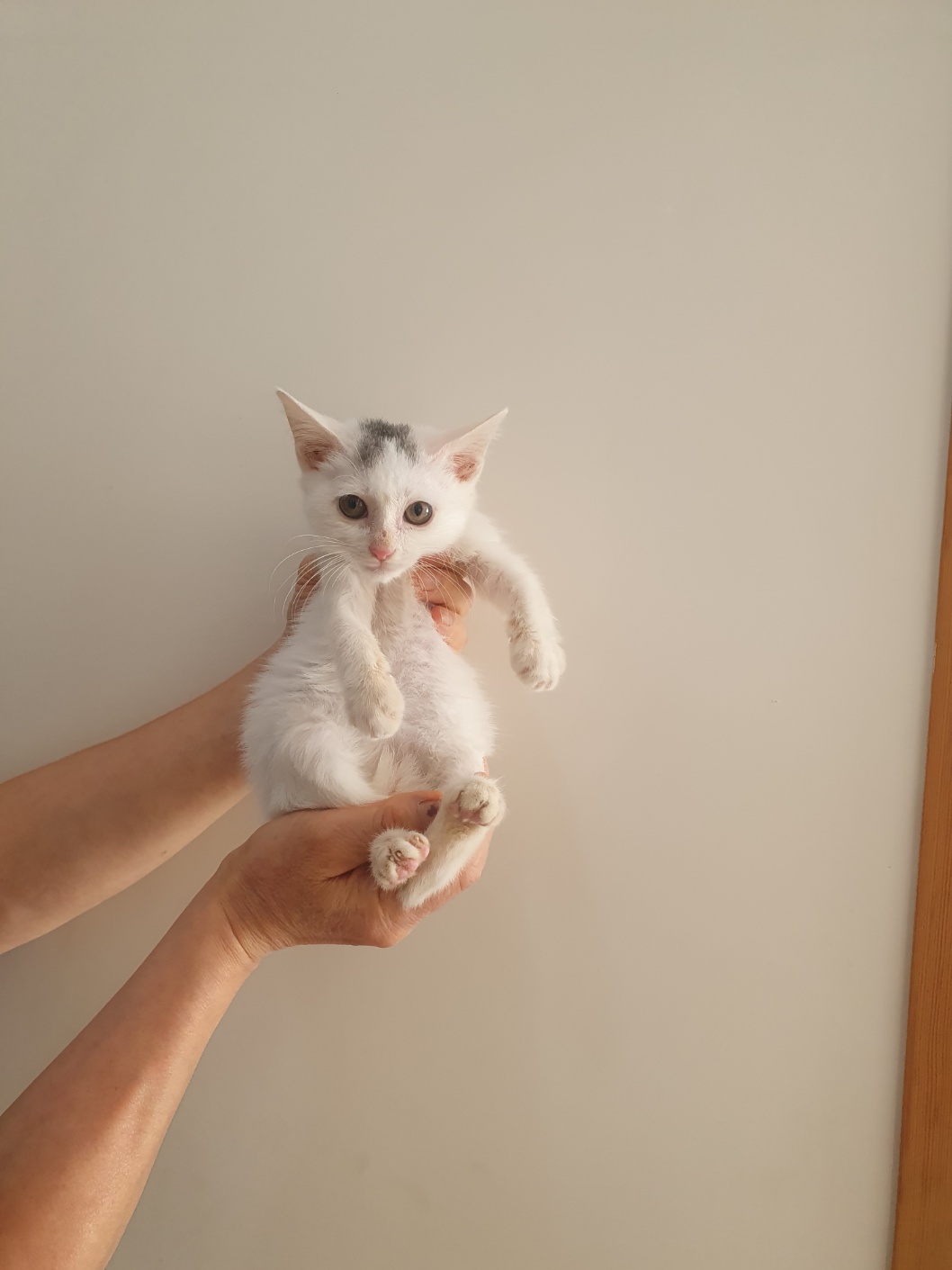 보호 중인 한국 고양이