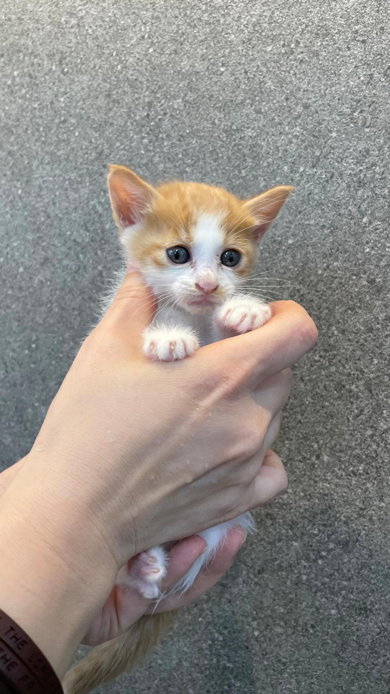 보호 중인 한국 고양이