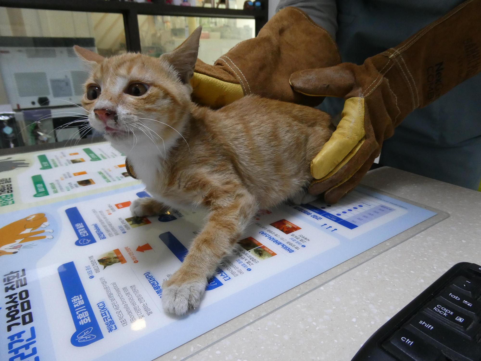 보호 중인 한국 고양이