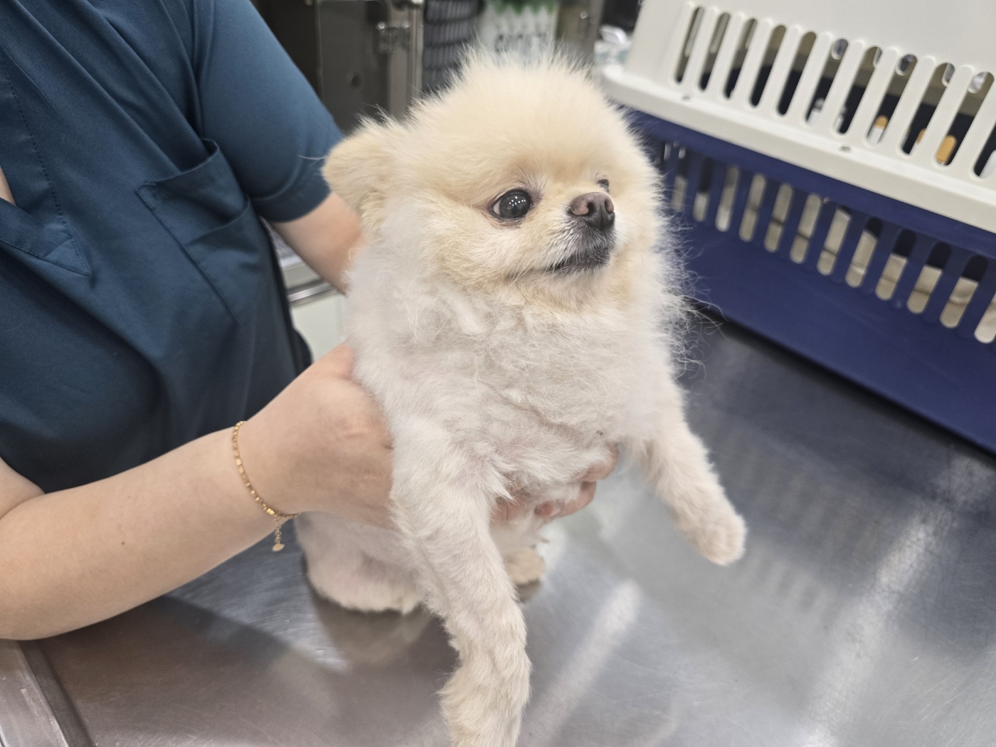 보호 중인 포메라니안