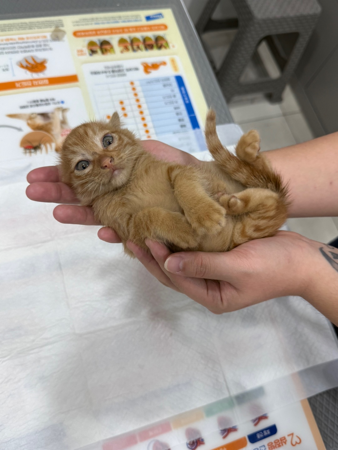 보호 중인 한국 고양이
