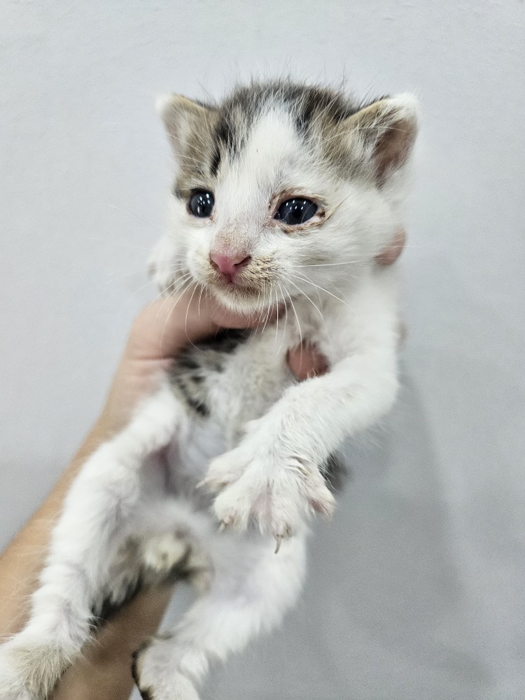 보호 중인 한국 고양이