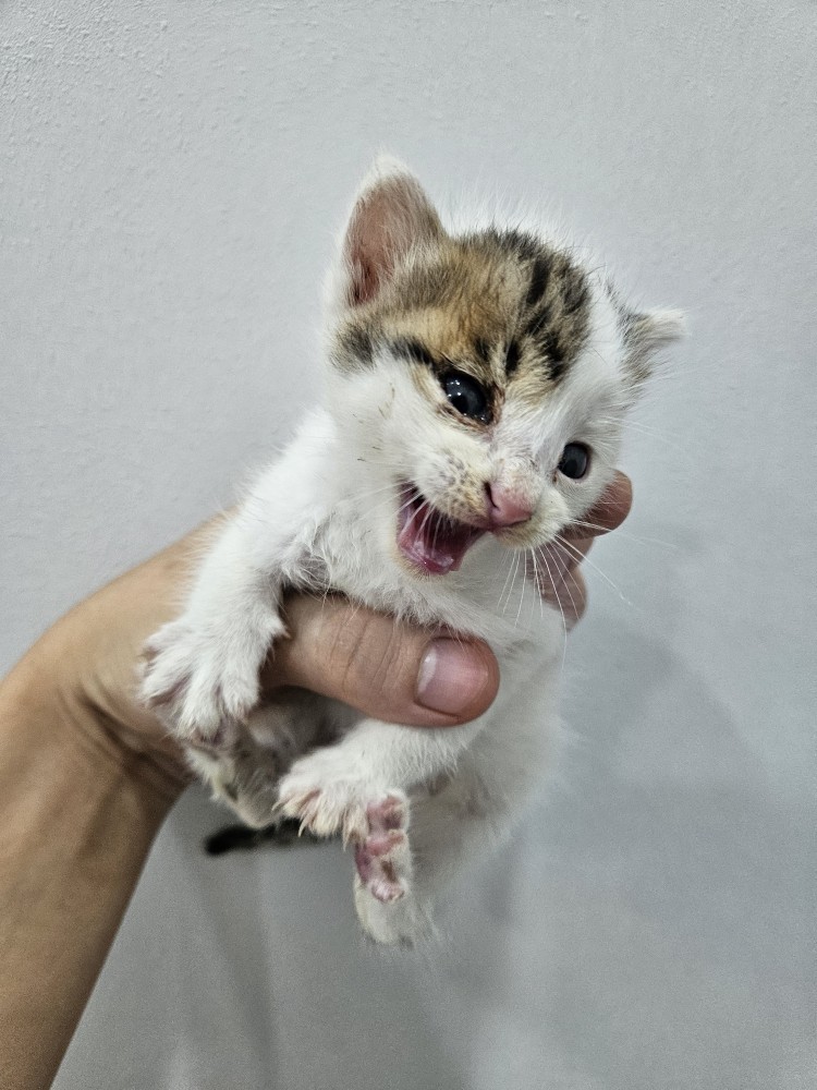 보호 중인 한국 고양이