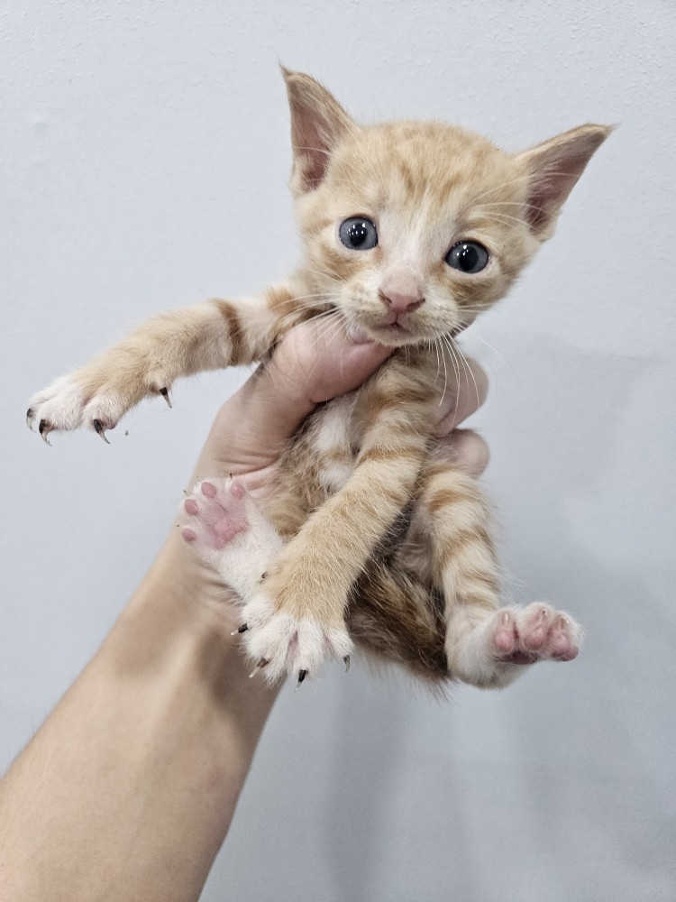 보호 중인 한국 고양이