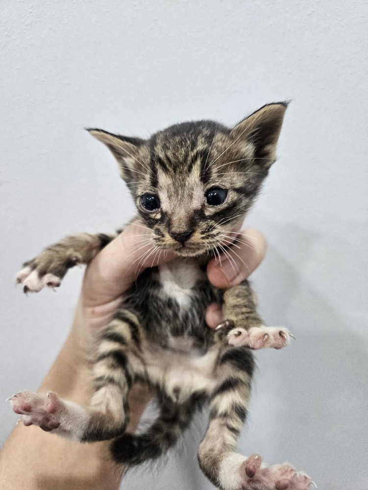보호 중인 한국 고양이