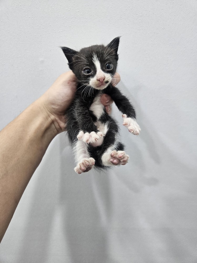 보호 중인 한국 고양이