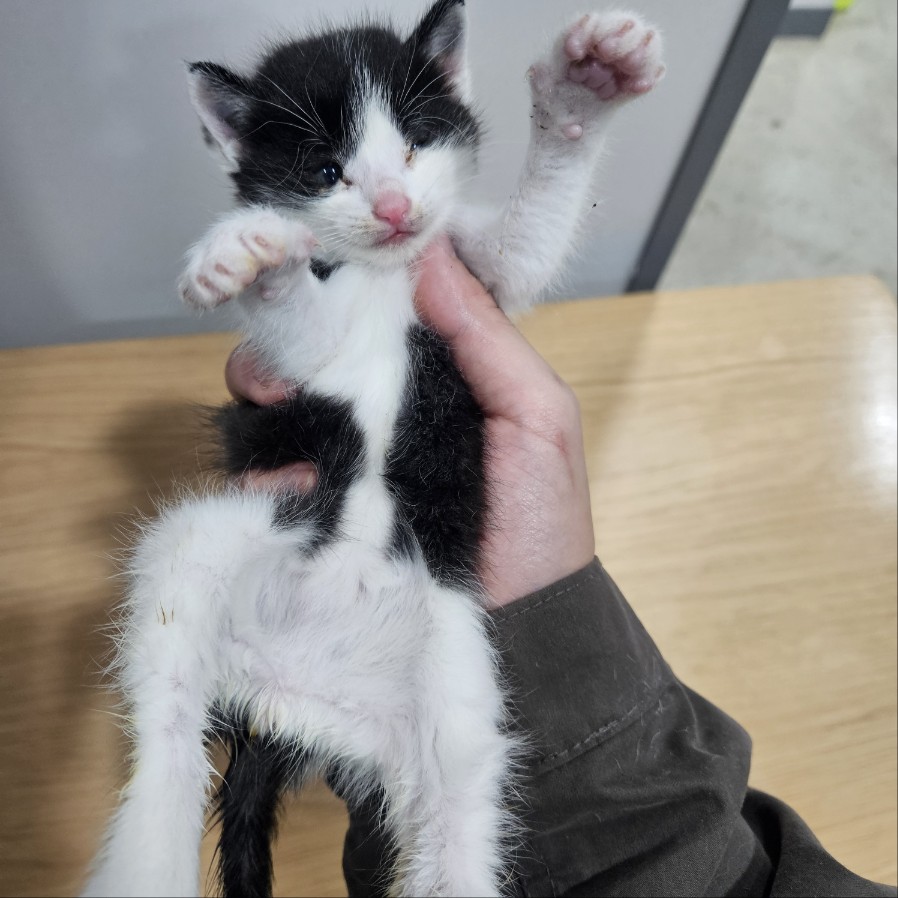 보호 중인 한국 고양이