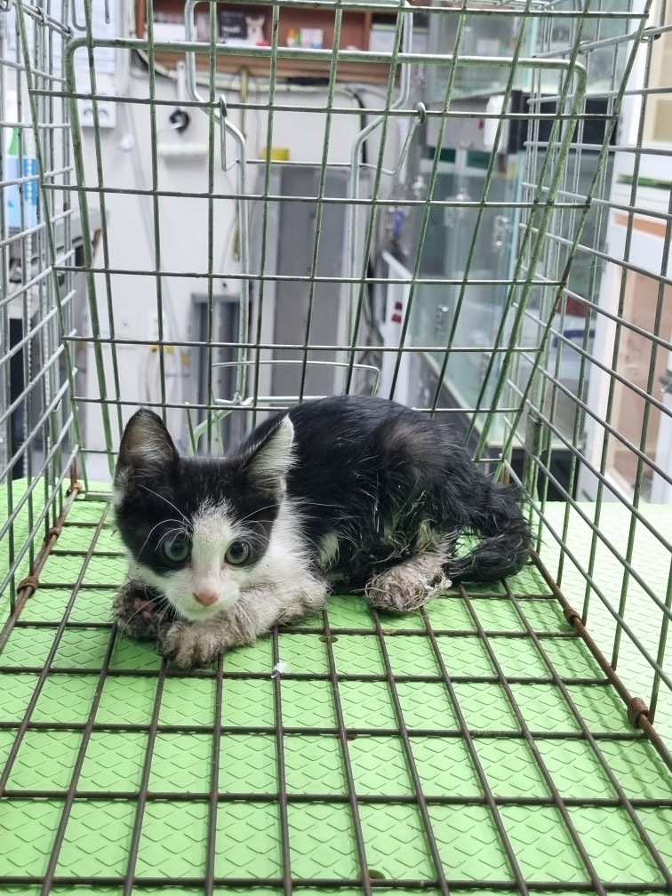 보호 중인 한국 고양이