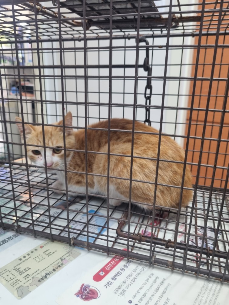 보호 중인 한국 고양이