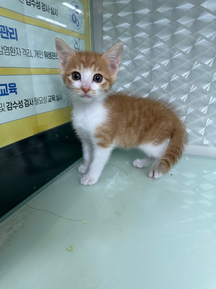 보호 중인 한국 고양이