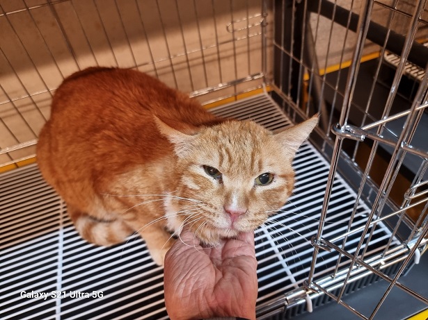 보호 중인 한국 고양이