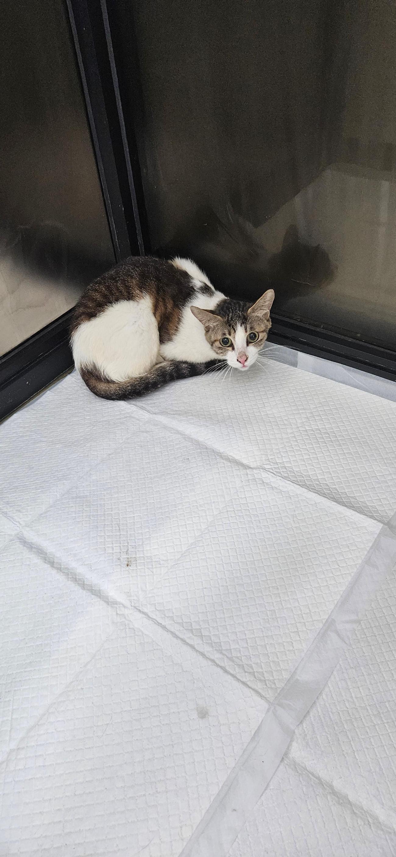 보호 중인 한국 고양이