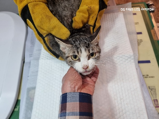 보호 중인 한국 고양이