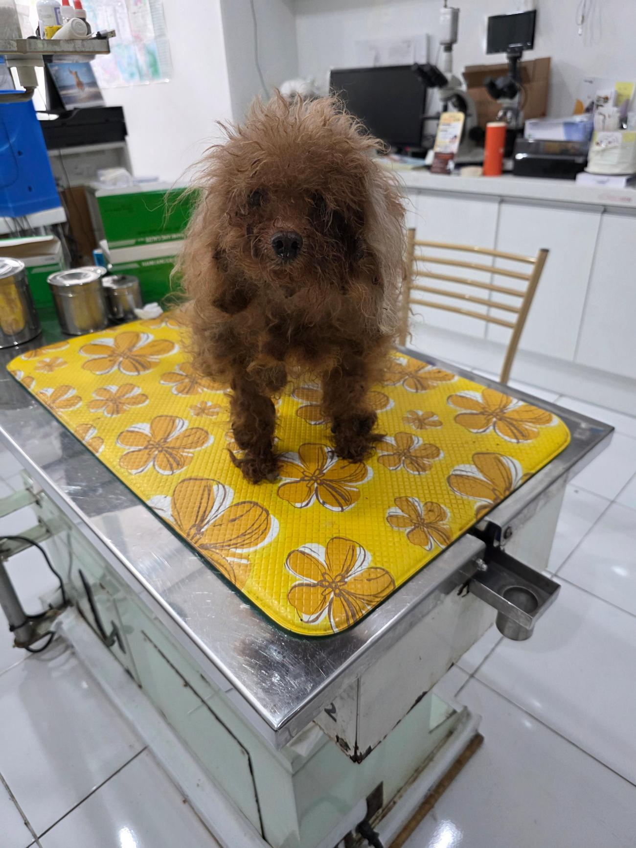 보호 중인 푸들
