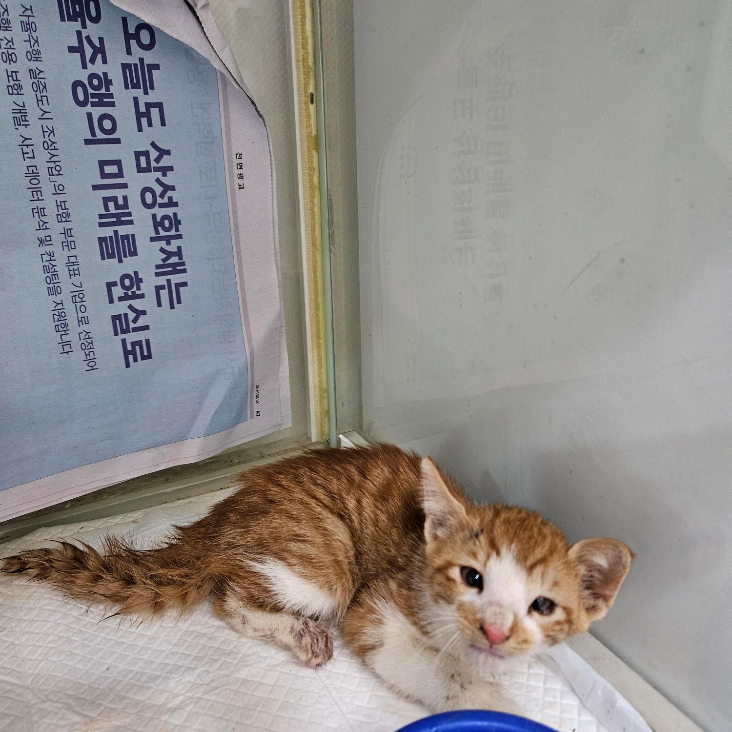 보호 중인 믹스묘