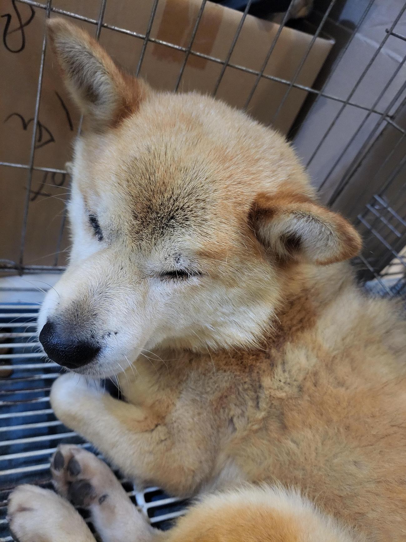 보호 중인 시바