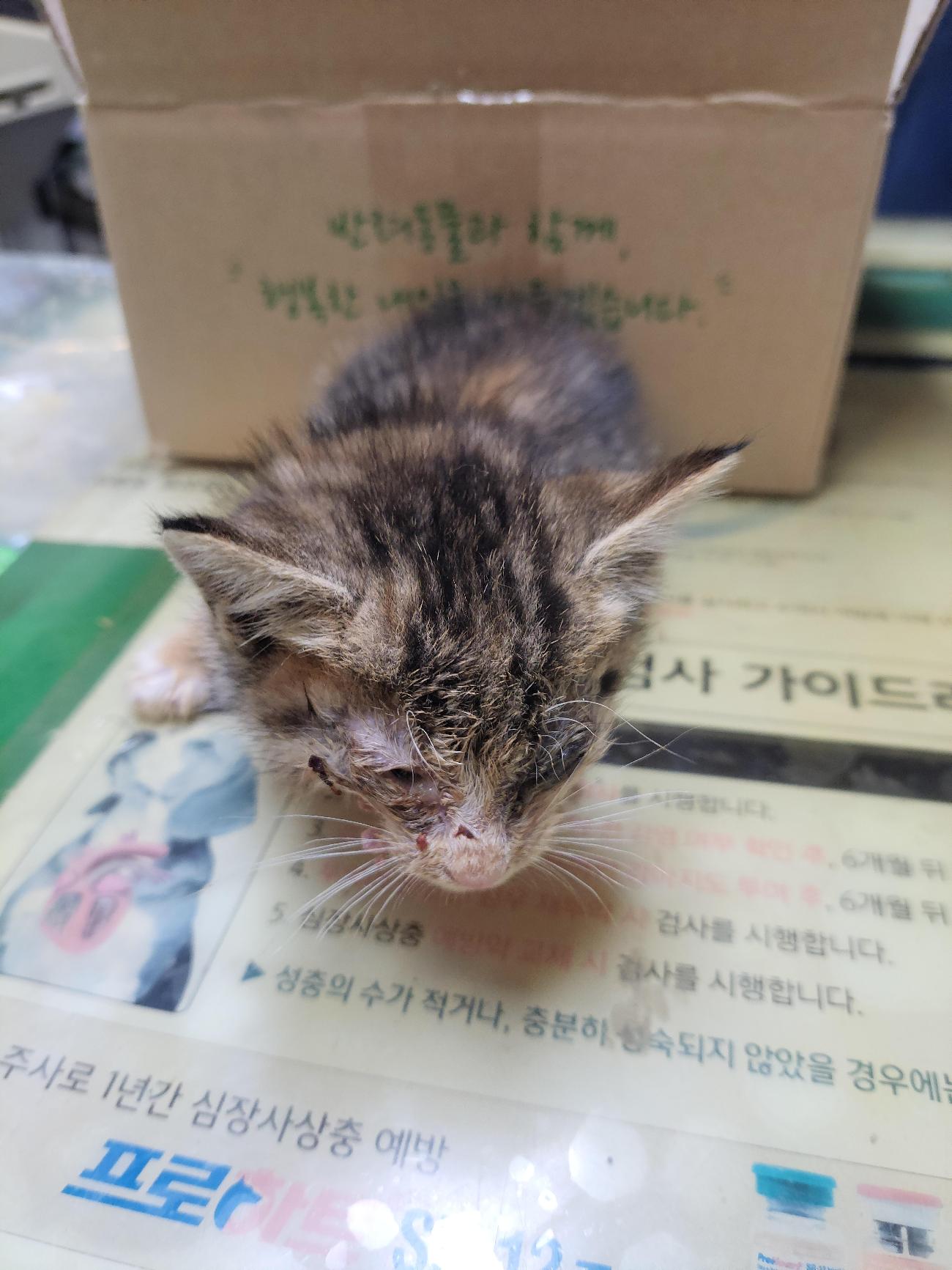 보호 중인 믹스묘