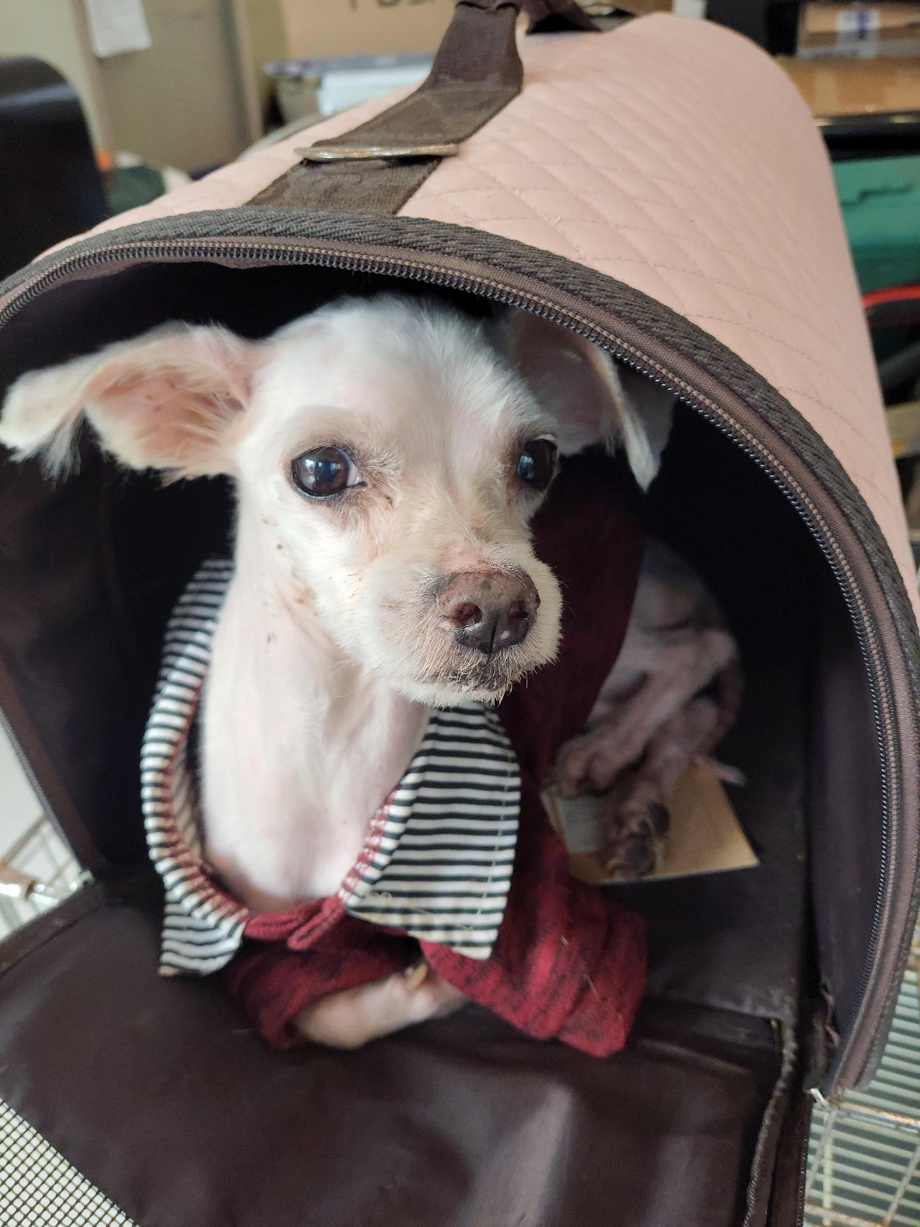 보호 중인 말티즈